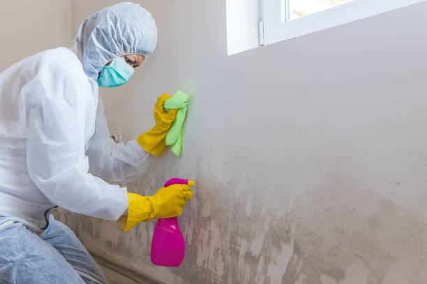 Best Basement Mold Removal in Sequim, WA